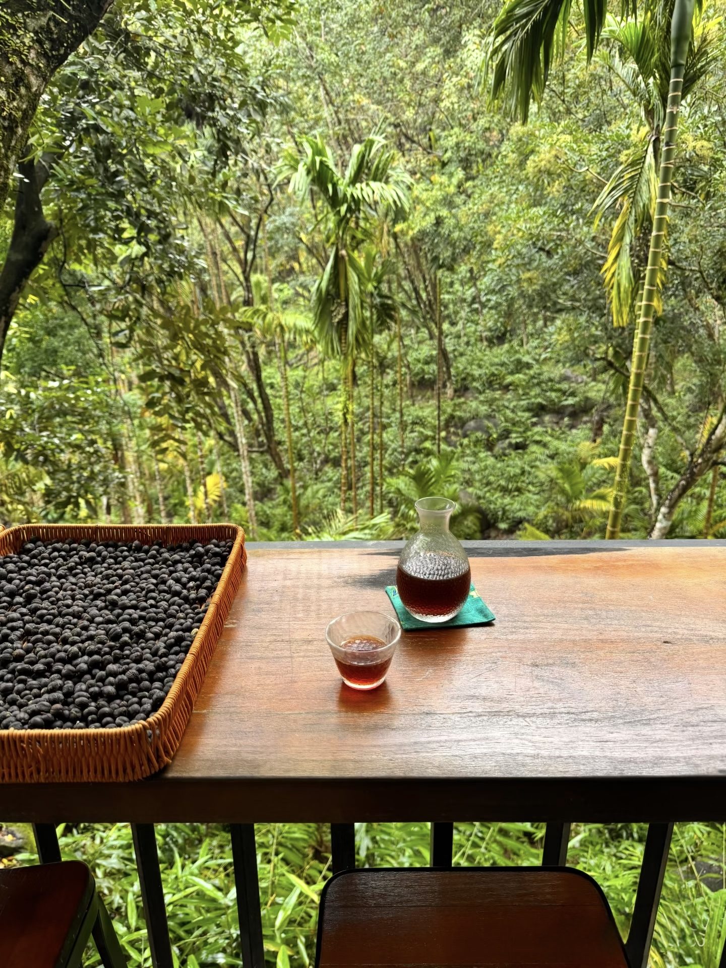 Coffee plantation