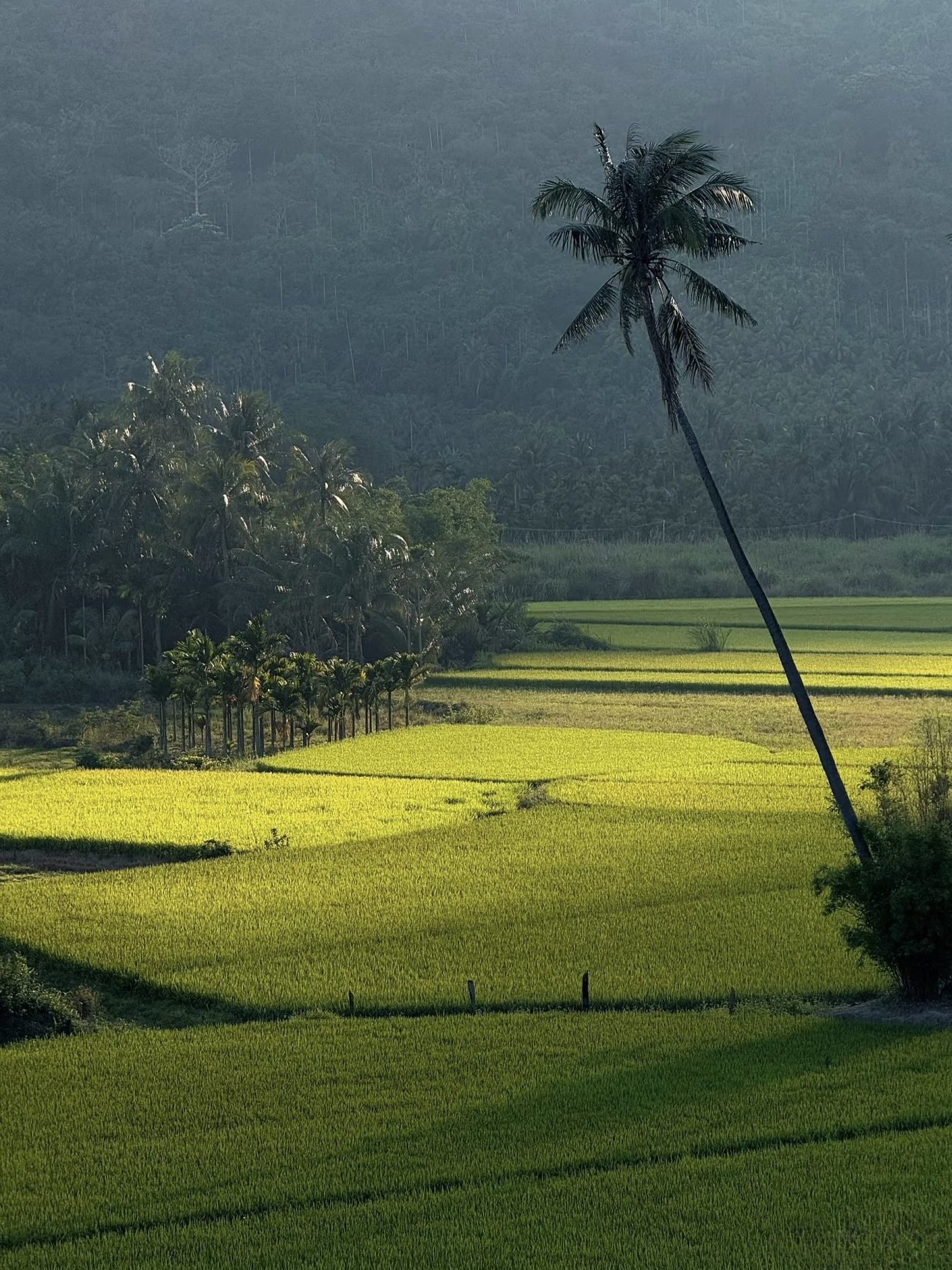 Rice fields and palm trees